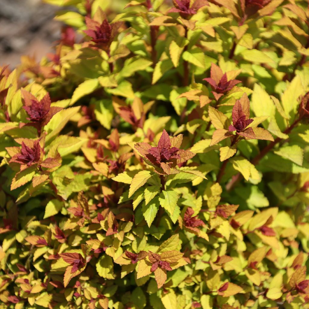 Sommerspiere Merlo Gold - Spiraea japonica