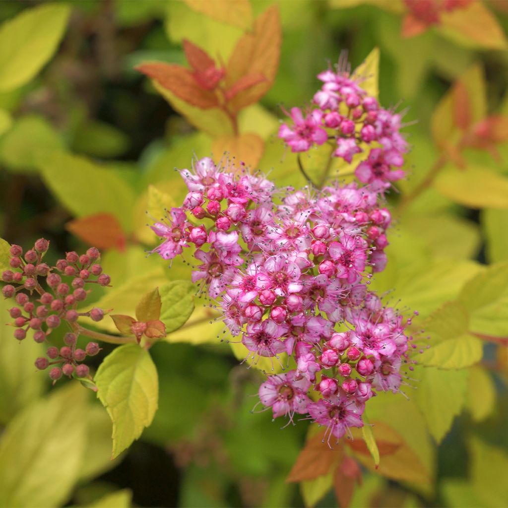 Sommerspiere Pink & Gold - Spiraea japonica