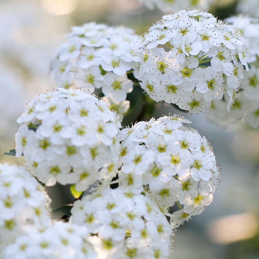 Japanische Strauchspiere June Bride - Spiraea nipponica