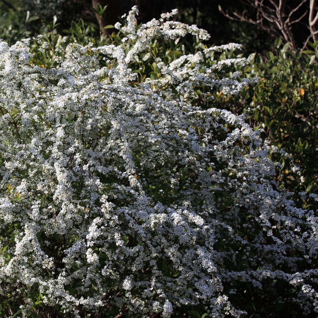 Frühlingsspiere - Spiraea thunbergii