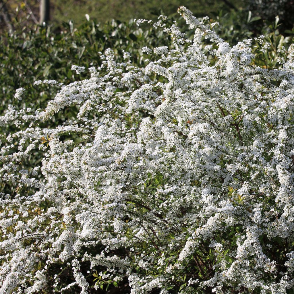 Spiraea thunbergii - Spirée de Thunberg 