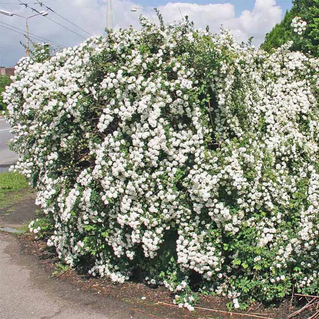 Spierstrauch - Spiraea vanhouttei