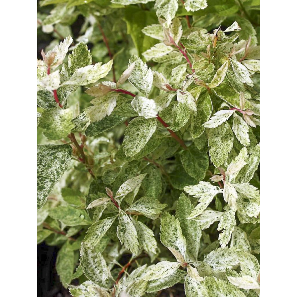 Spierstrauch Pink Ice - Spiraea vanhouttei