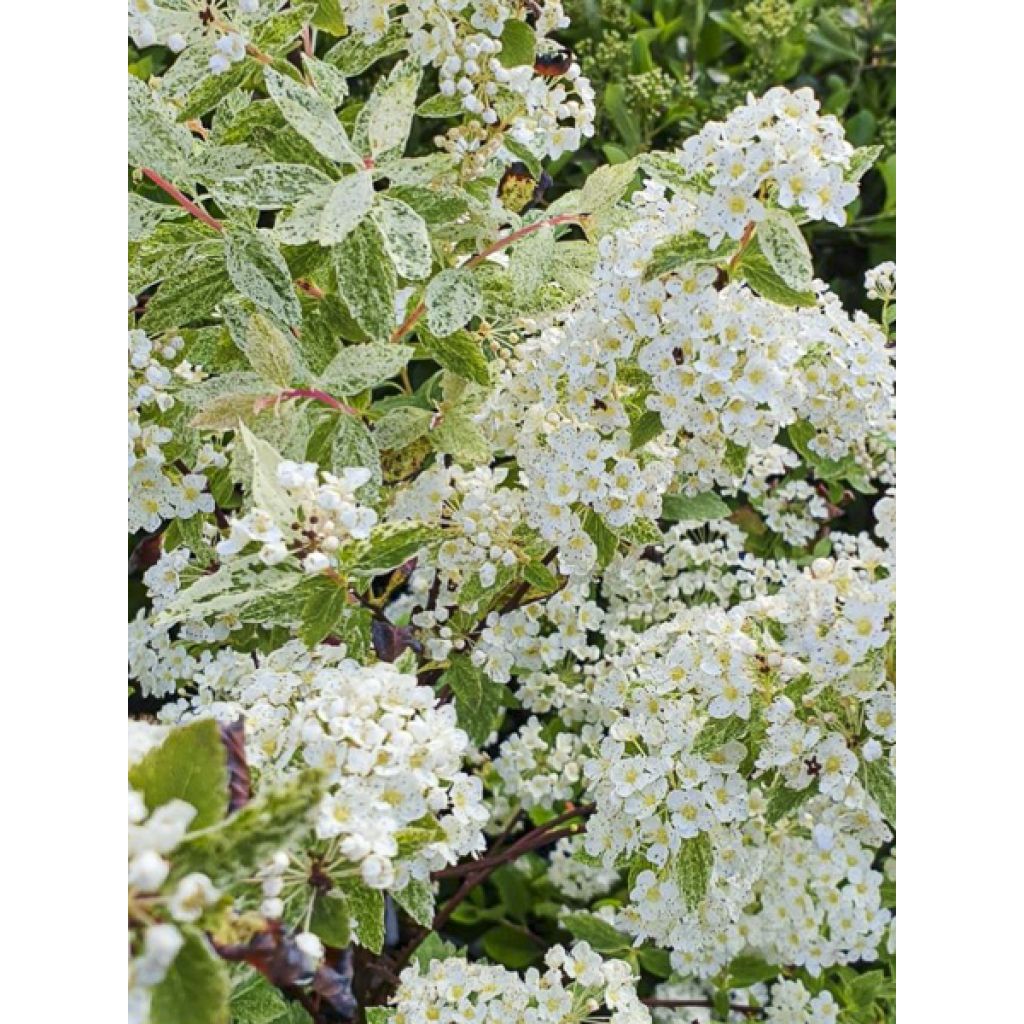 Spierstrauch Pink Ice - Spiraea vanhouttei