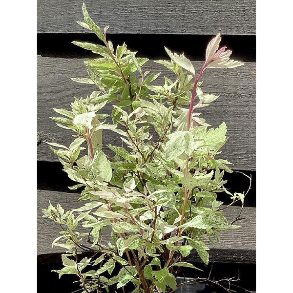 Spierstrauch Pink Ice - Spiraea vanhouttei