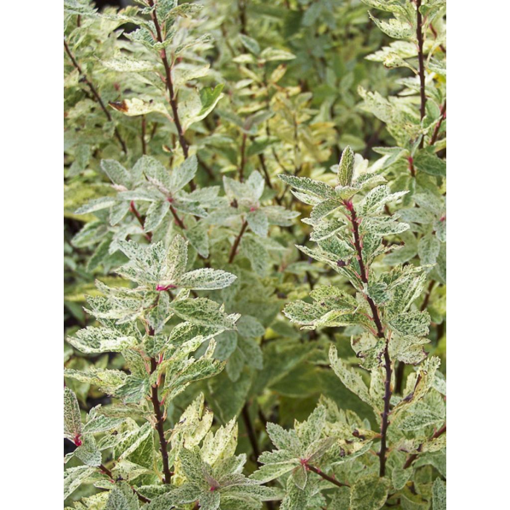 Spierstrauch Pink Ice - Spiraea vanhouttei