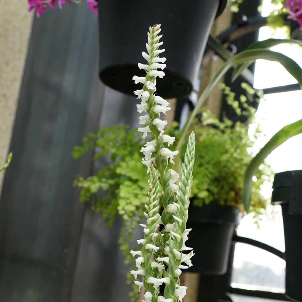 Spiranthes cernua var odorata Chadd's Ford - Drehwurz