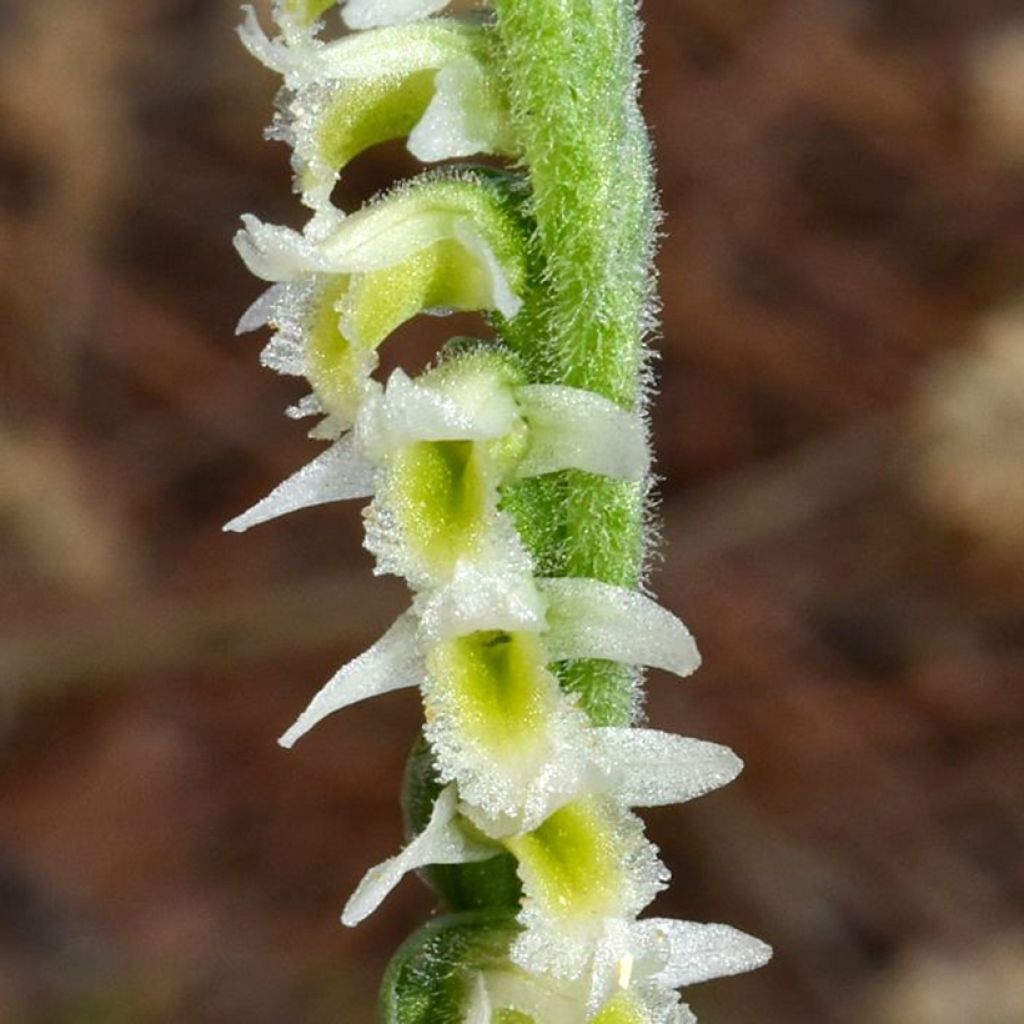 Spiranthes ochroleuca - Drehwurz