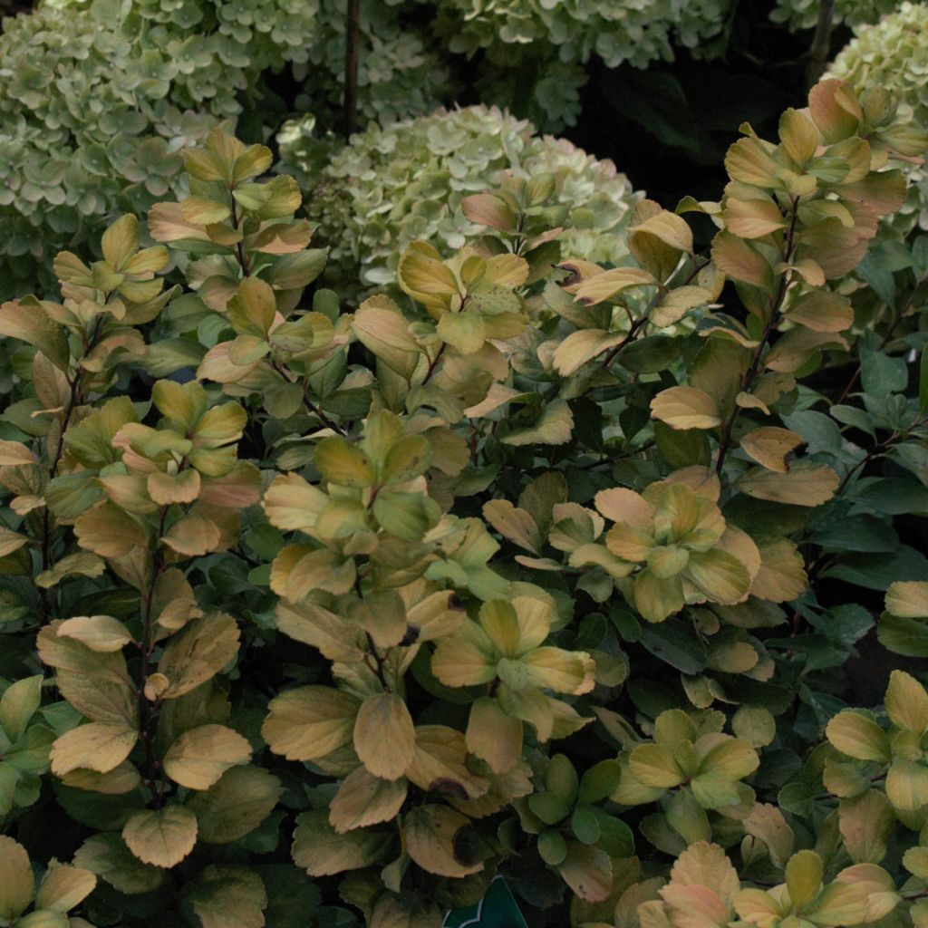 Birkenblättrige Spiere Tor Gold - Spiraea betulifolia