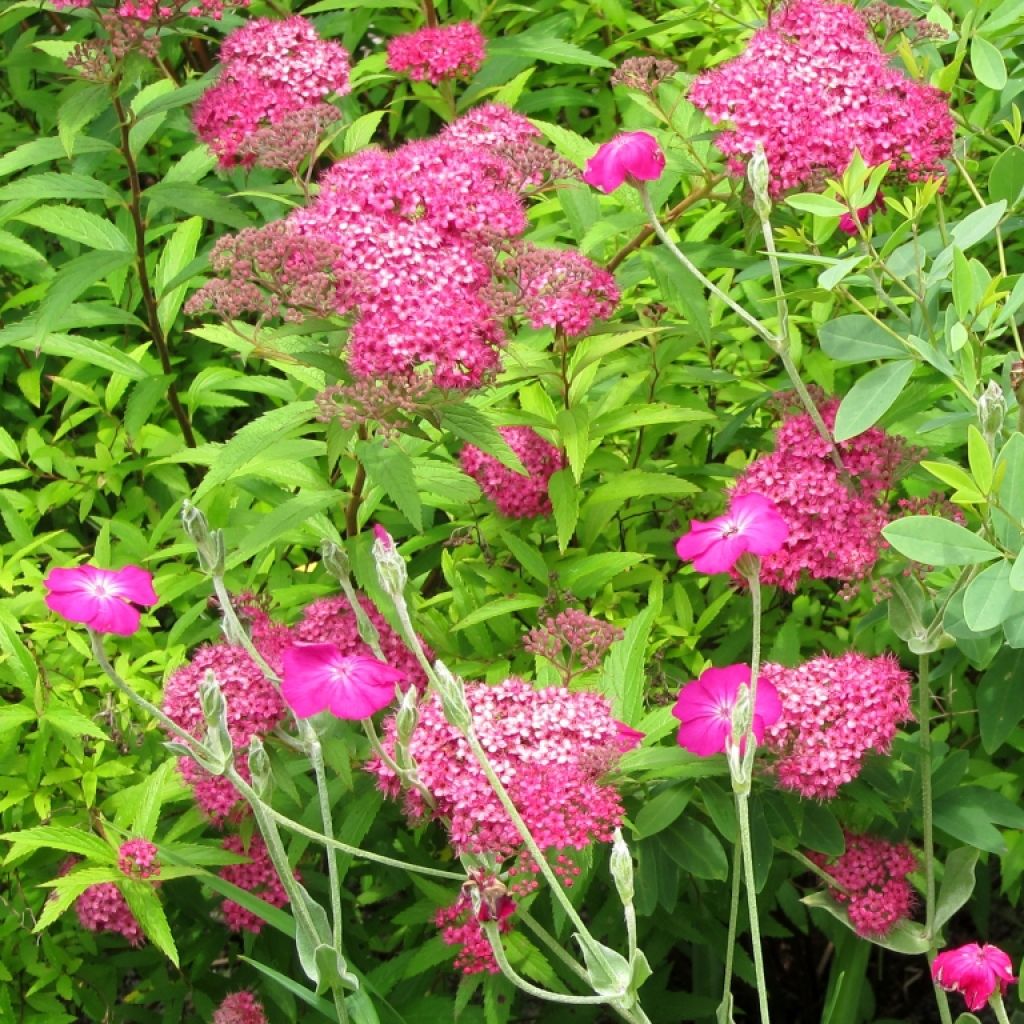 Sommerspiere Neon Flash - Spiraea japonica