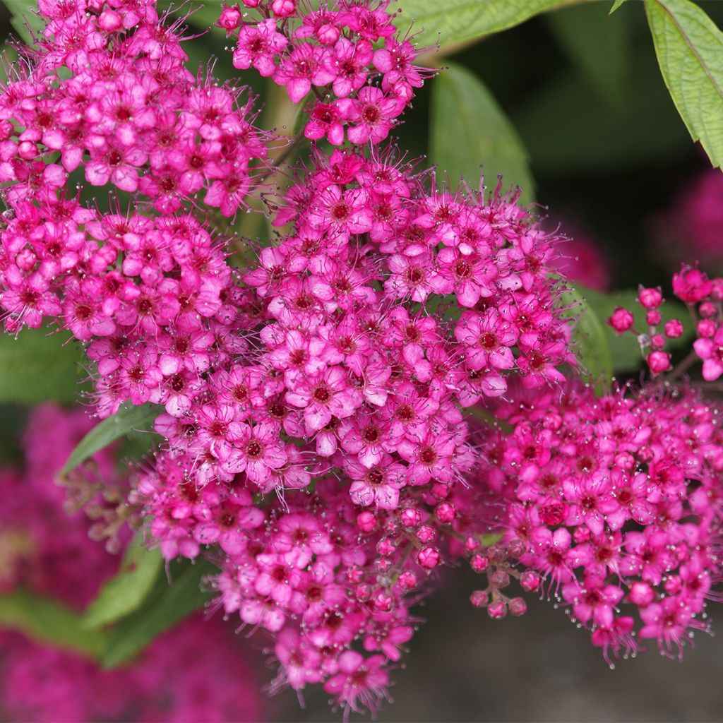 Sommerspiere Neon Flash - Spiraea japonica