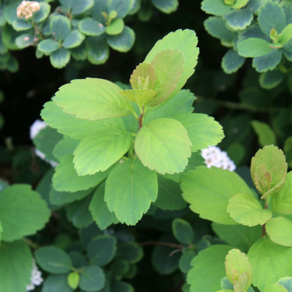 Birkenblättrige Spiere Tor - Spiraea betulifolia