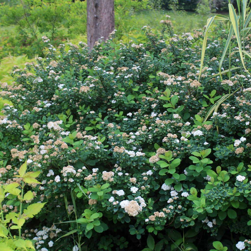 Birkenblättrige Spiere Tor - Spiraea betulifolia