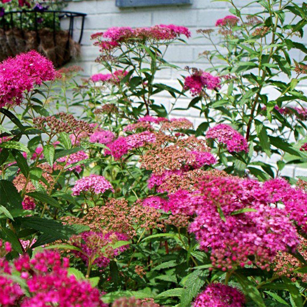 Spirée japonica Anthony Waterer - Spiraea japonaise