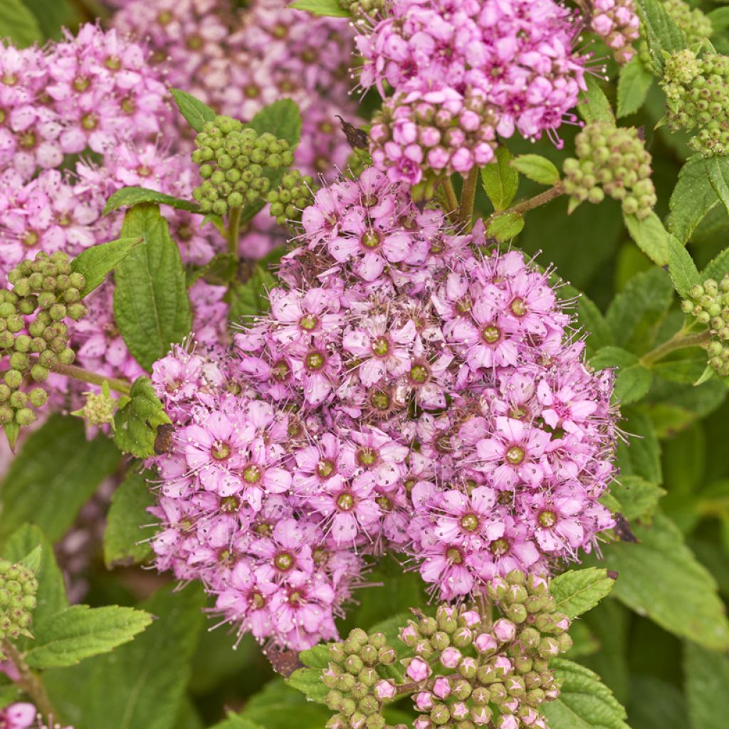 Sommerspiere Fenna - Spiraea japonica