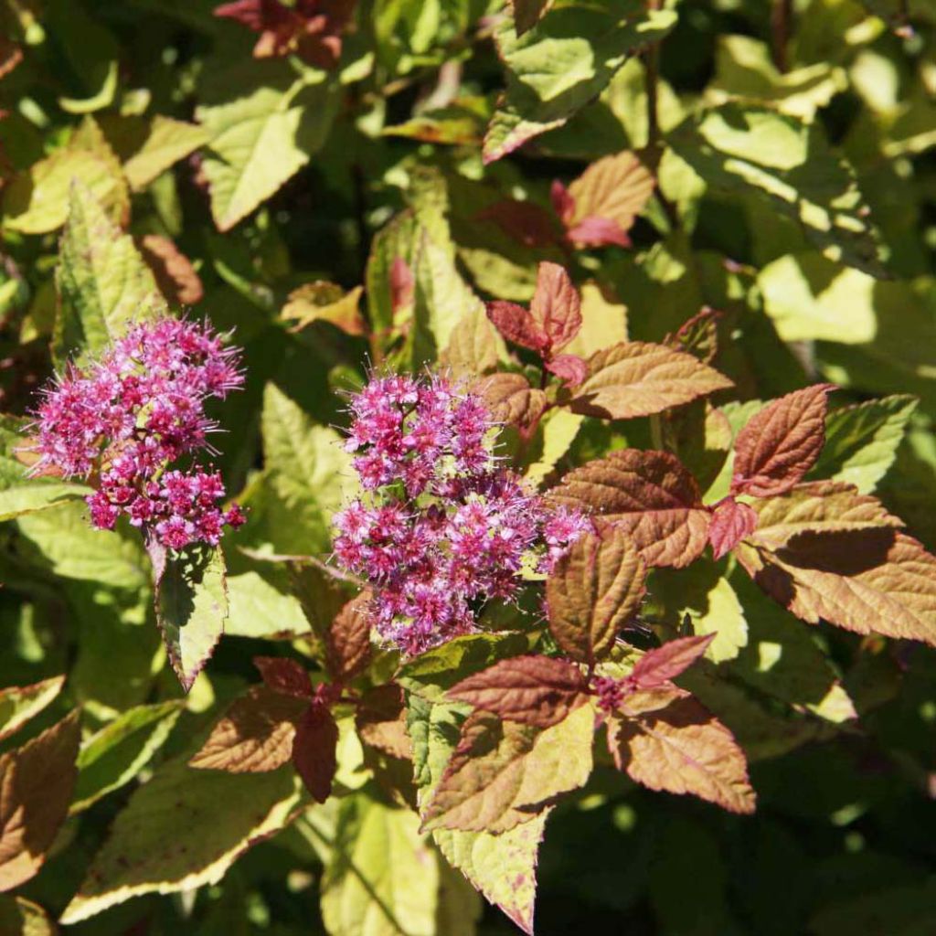 Sommerspiere Firelight - Spiraea japonica