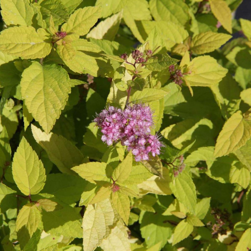 Sommerspiere Goldmound - Spiraea japonica