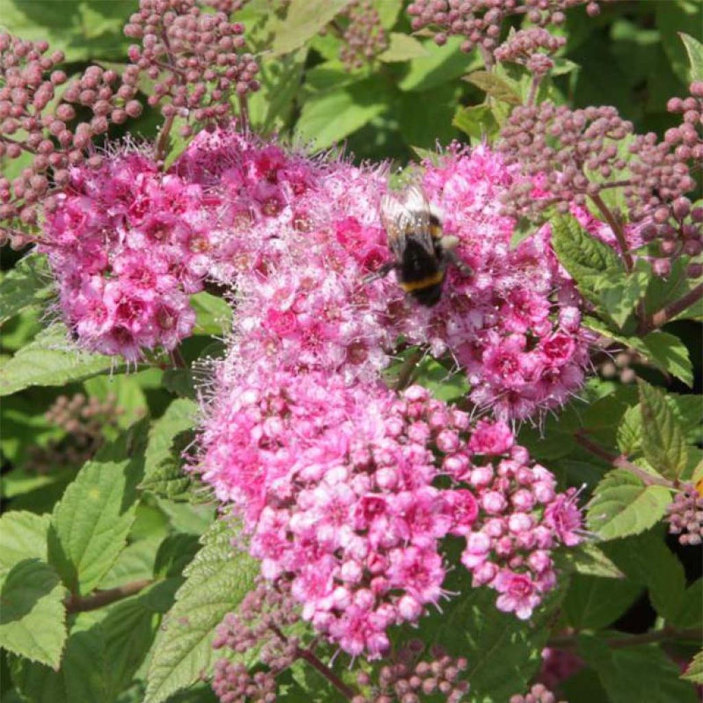 Sommerspiere Little Princess - Spiraea japonica