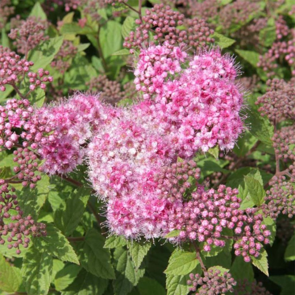 Sommerspiere Little Princess - Spiraea japonica