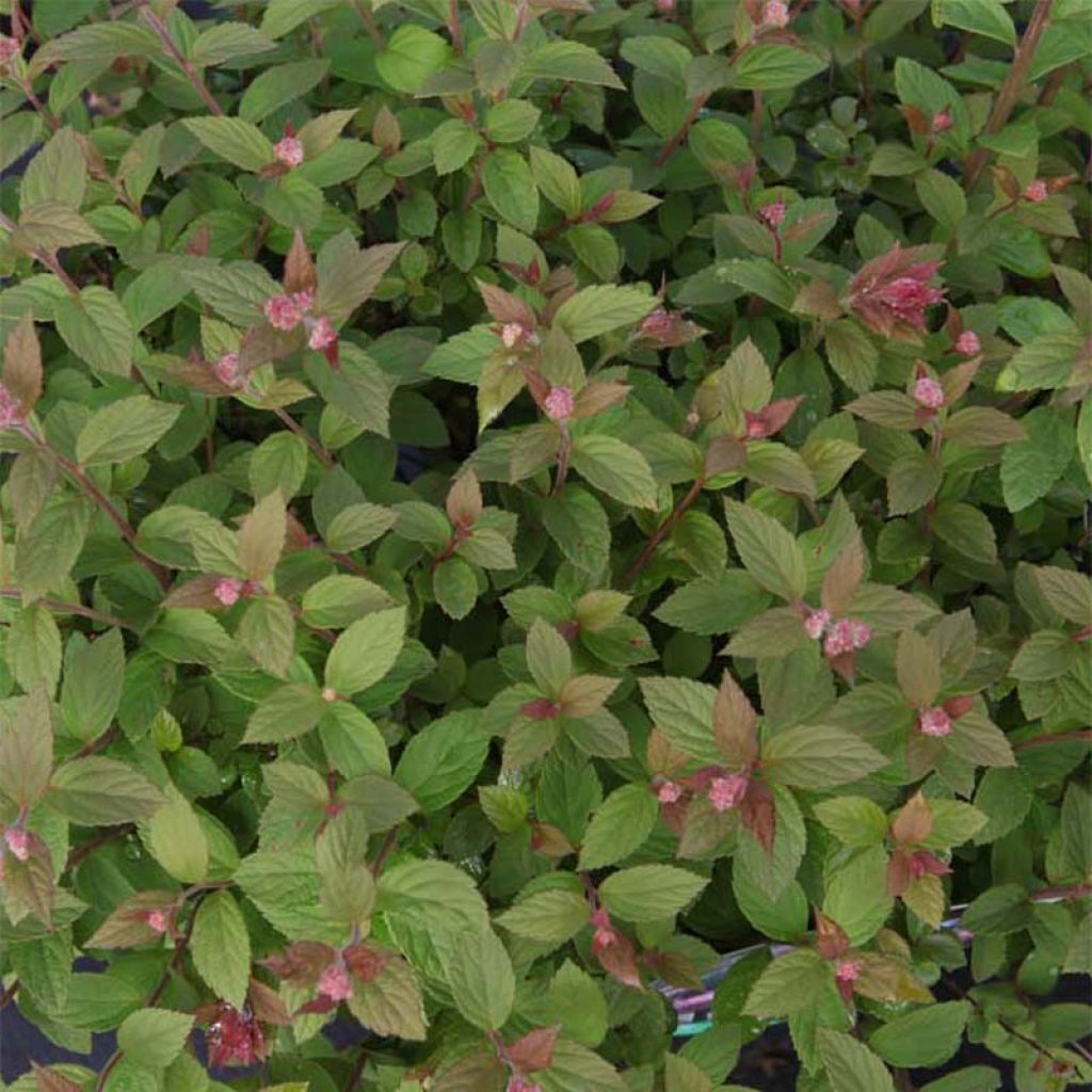 Sommerspiere Little Princess - Spiraea japonica