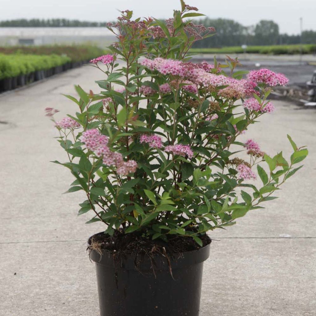 Sommerspiere Little Princess - Spiraea japonica