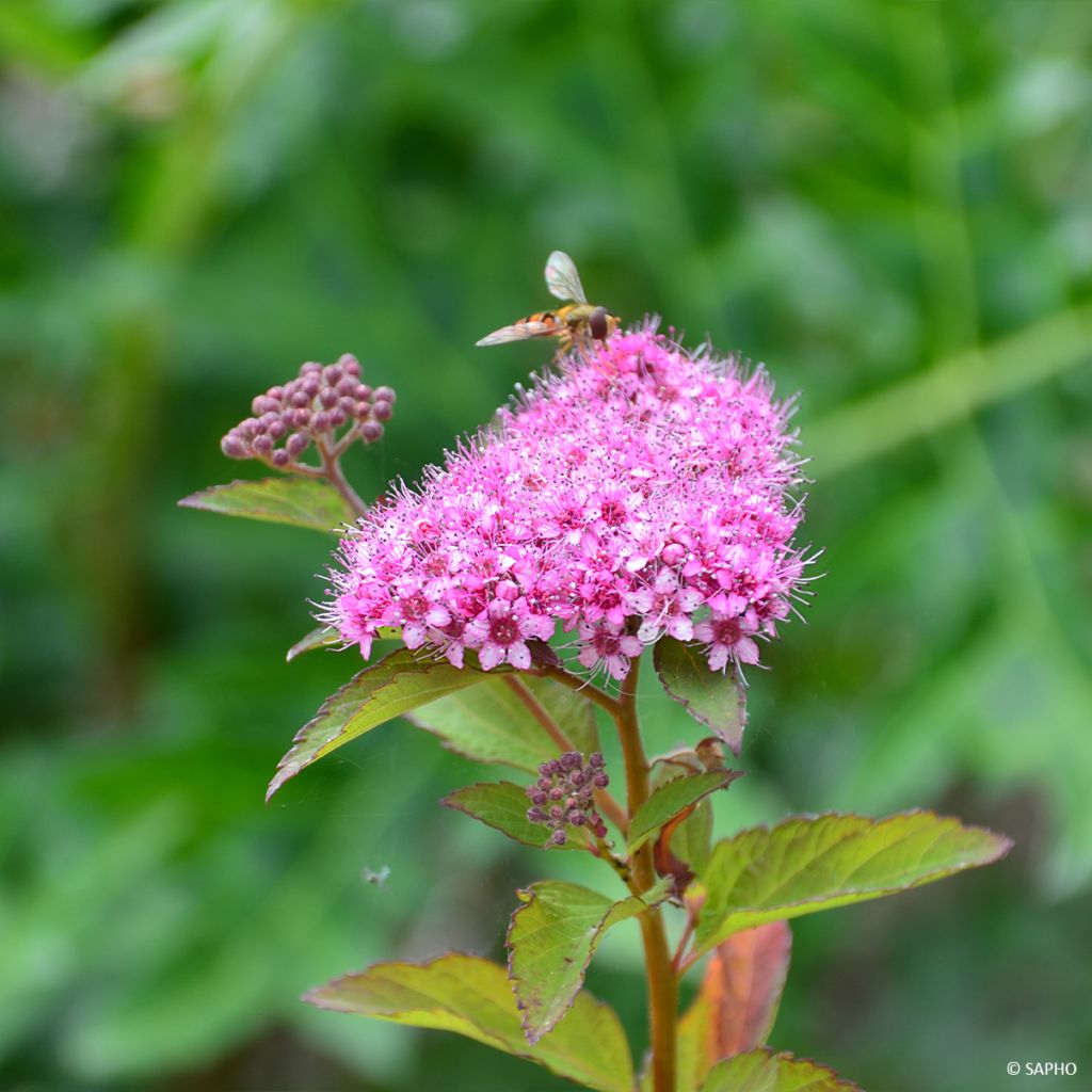 Sommerspiere Merlo Green - Spiraea japonica