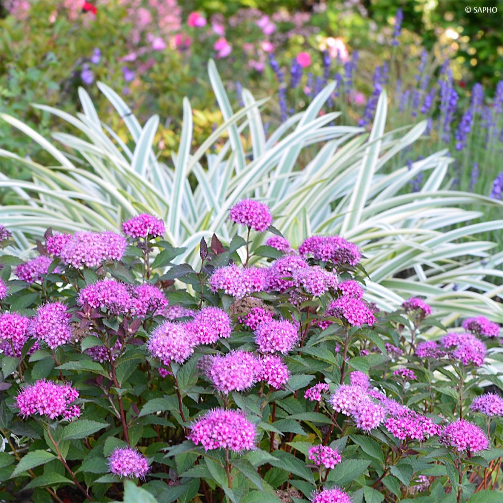 Spirée japonaise Merlo Green - Spiraea japonica