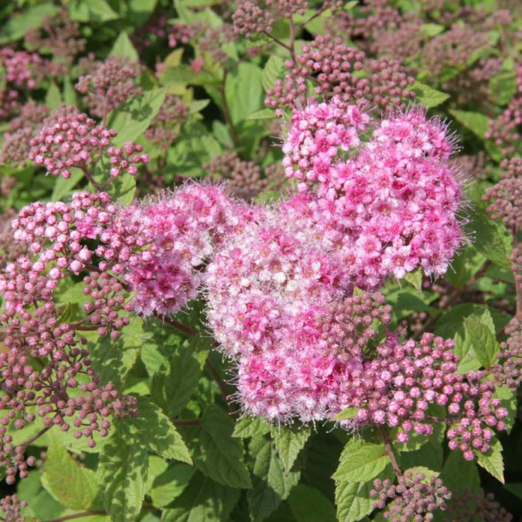 Sommerspiere Nana - Spiraea japonica