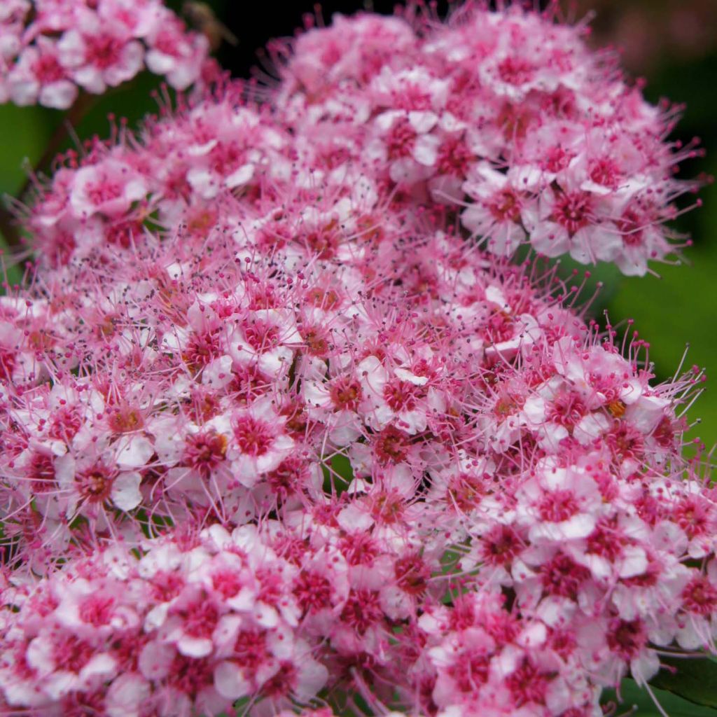 Sommerspiere Sparkling Champagne - Spiraea japonica