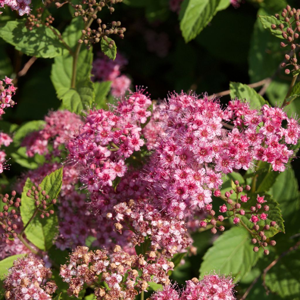 Spirée japonaise - Spiraea japonica Froebelii