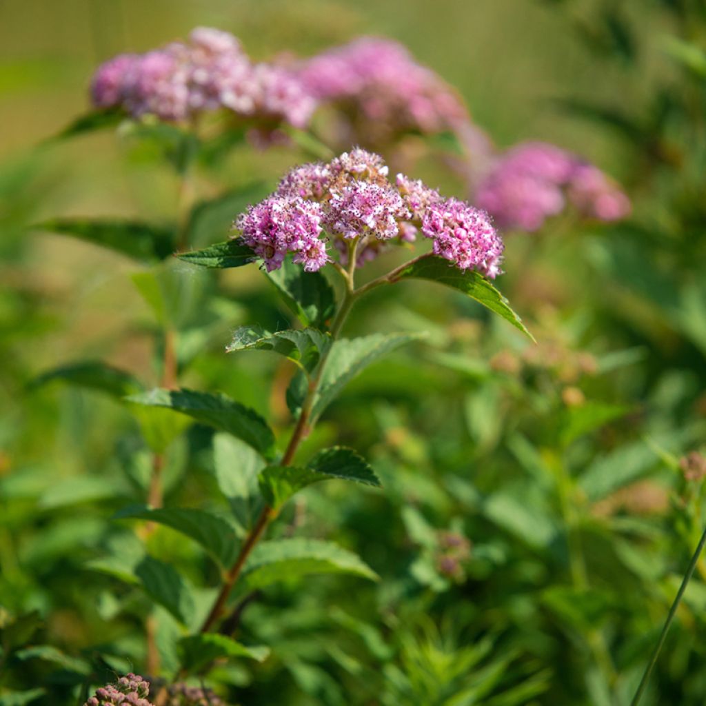 Sommerspiere Froebelii - Spiraea japonica