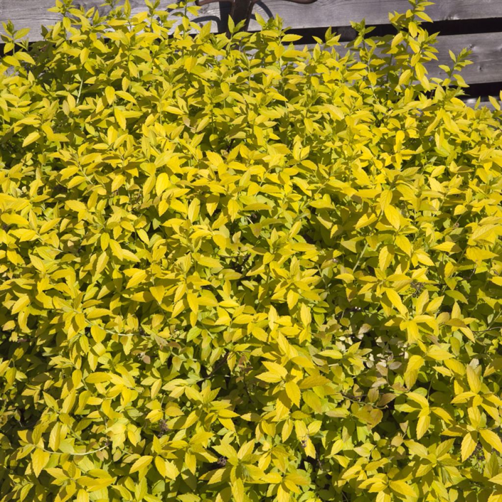 Sommerspiere White Gold - Spiraea japonica