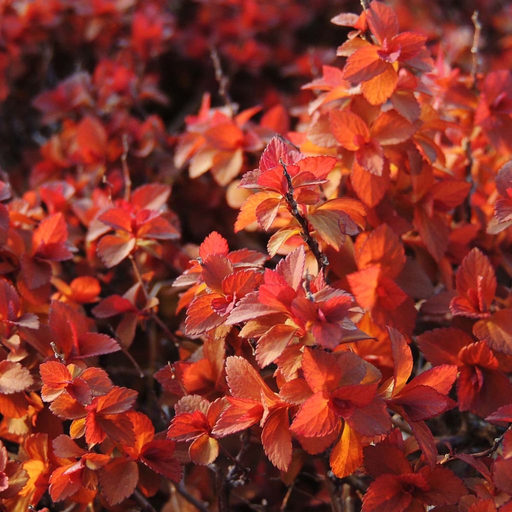 Spirée japonaise Zen'Spirit Caramel - Spiraea japonica