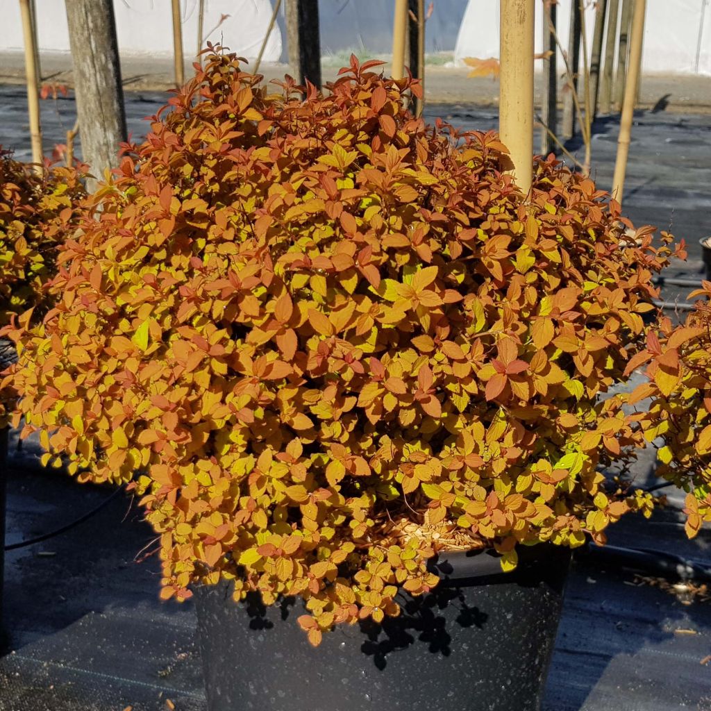 Spirée japonaise Zen'Spirit Caramel - Spiraea japonica