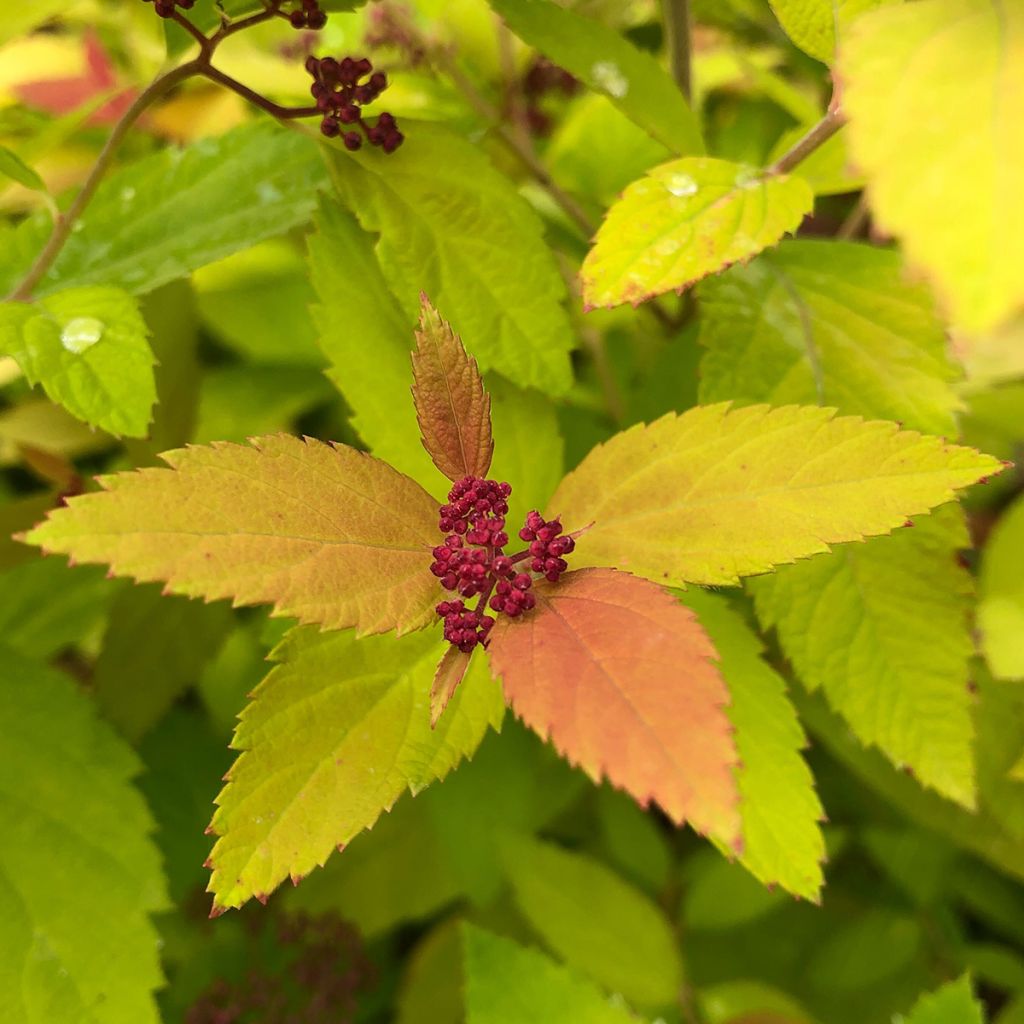 Spirée japonaise - Spiraea japonica Double Play Big Bang