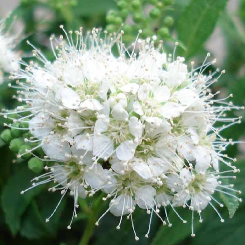 Sommerspiere Albiflora - Spiraea japonica