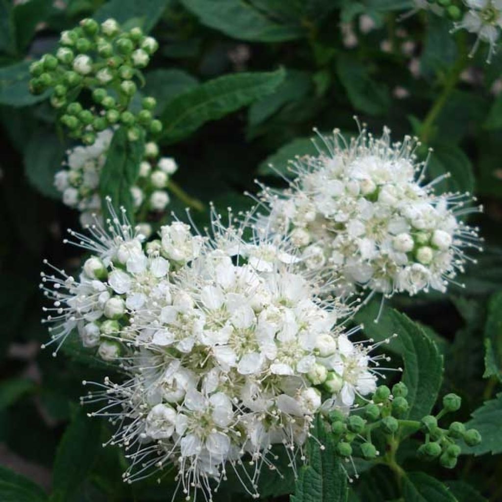 Spiree Japonica  albiflora