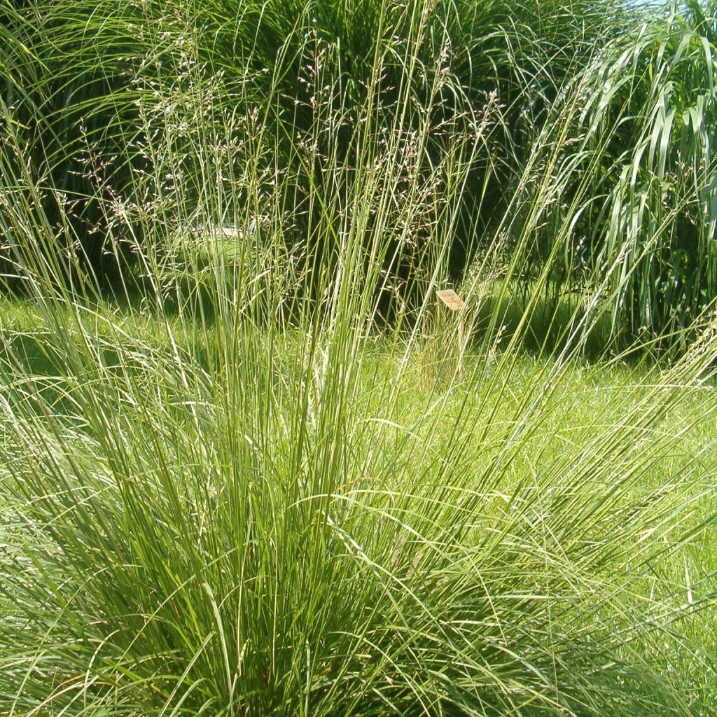 Sporobolus heterolepis Wisconsin Strain - Tautropfengras