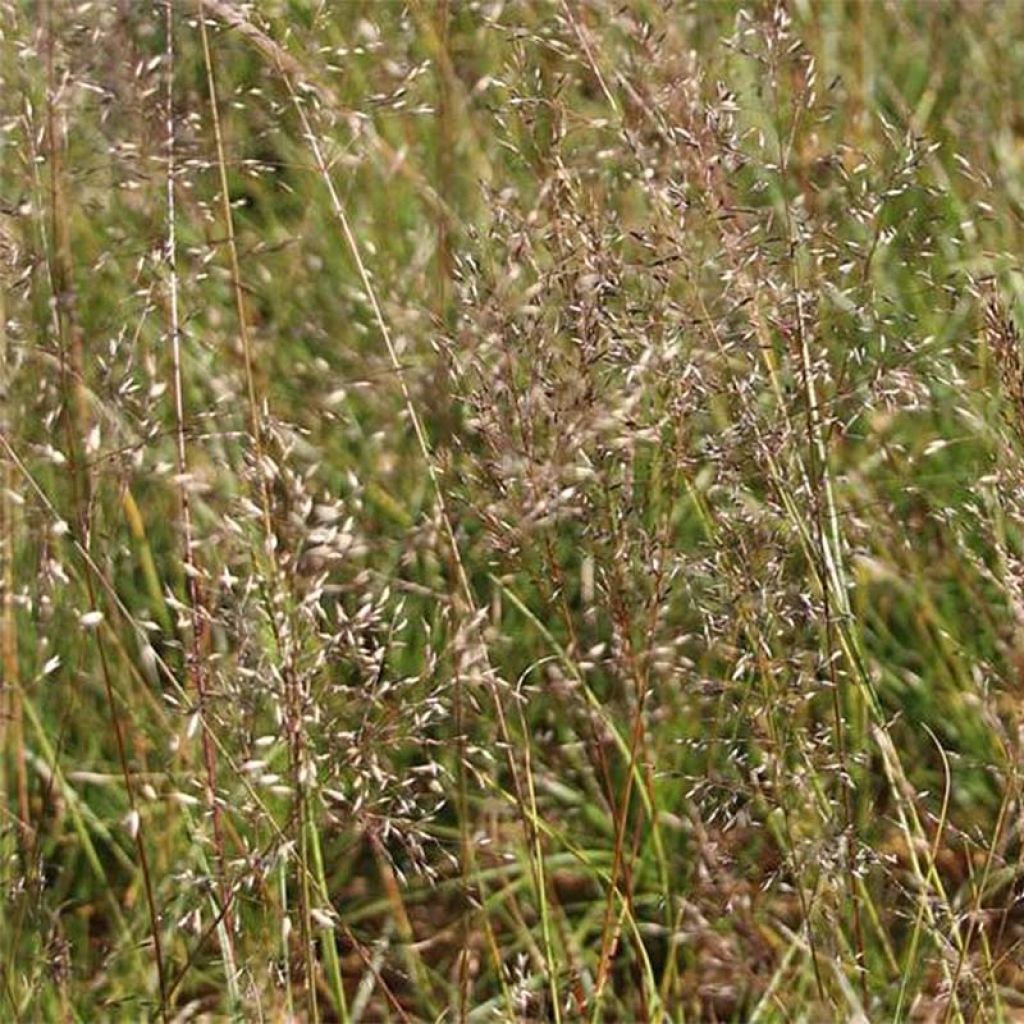 Sporobolus heterolepis Wisconsin Strain - Tautropfengras