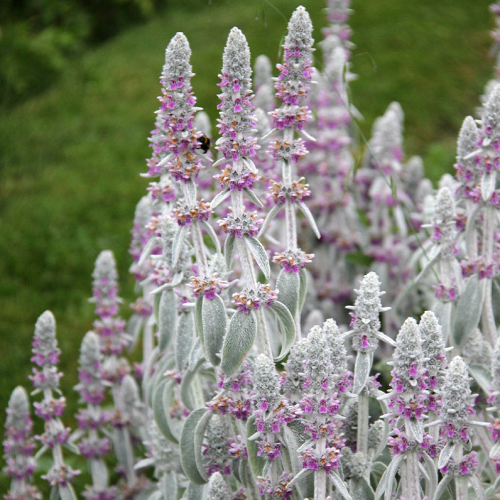 Woll-Ziest - Stachys byzantina