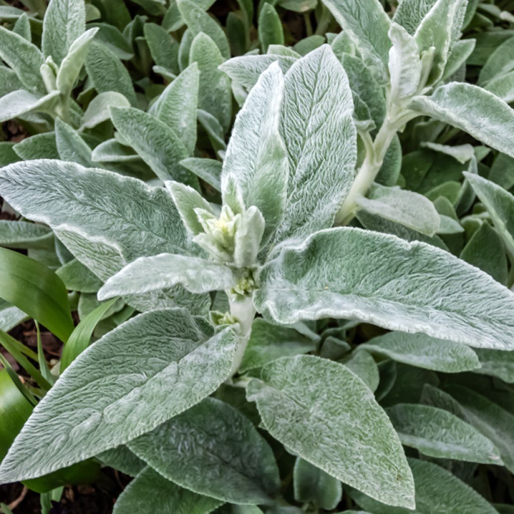 Stachys byzantina Silver Carpet - Oreille d'ours