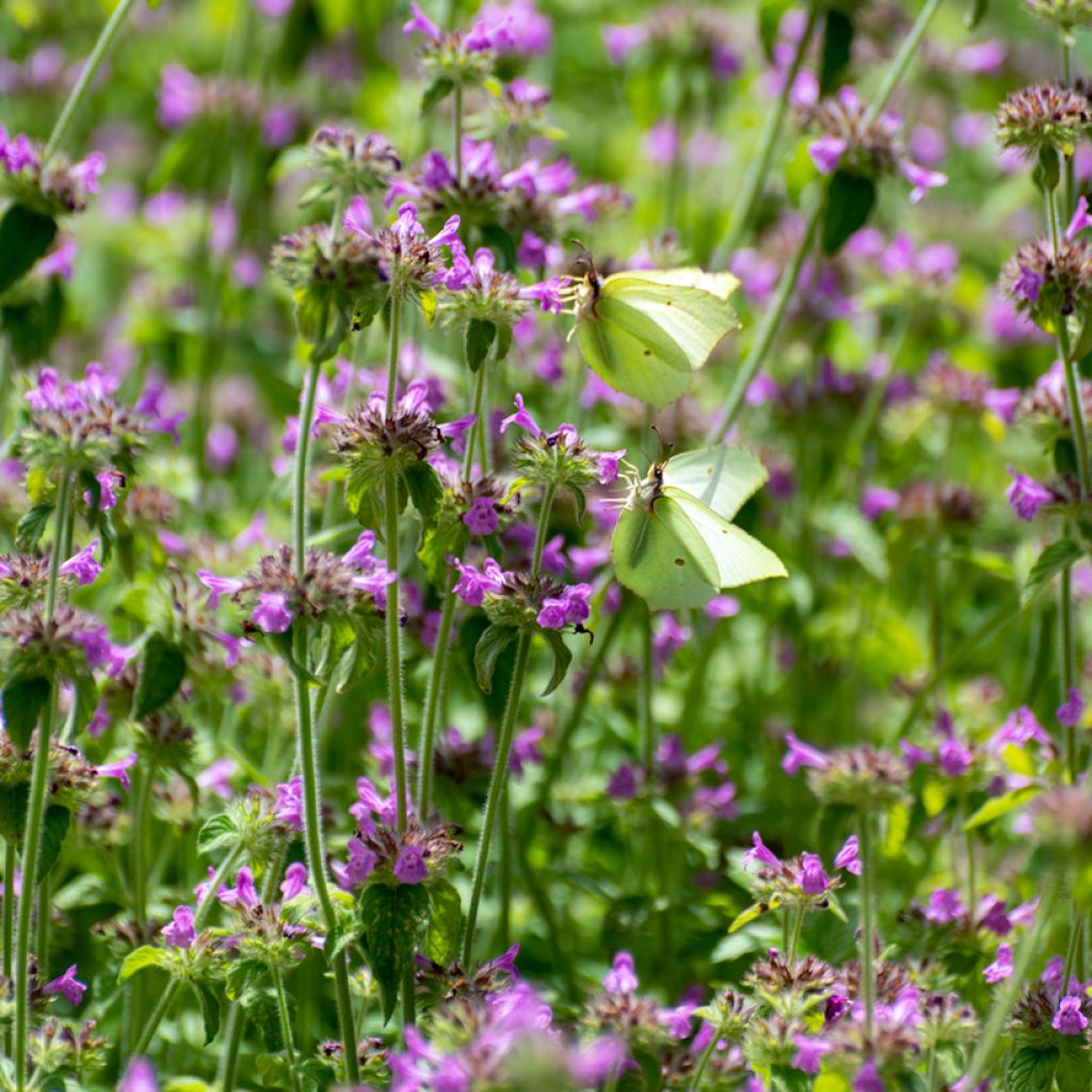 Großblütige Betonie Superba - Stachys grandiflora