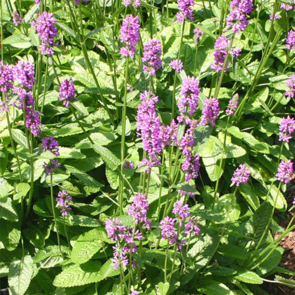 Heil-Ziest Hummelo - Stachys monieri