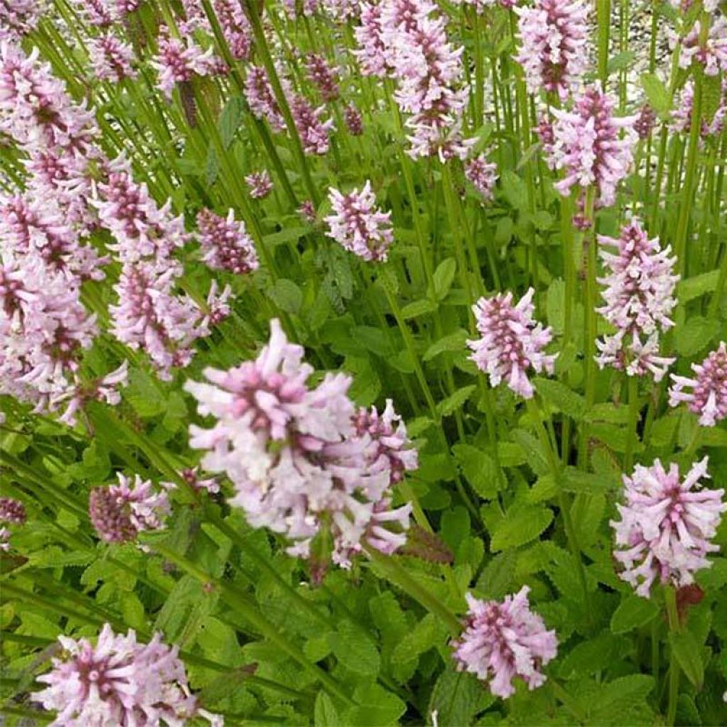 Heil-Ziest Rosea - Stachys monieri