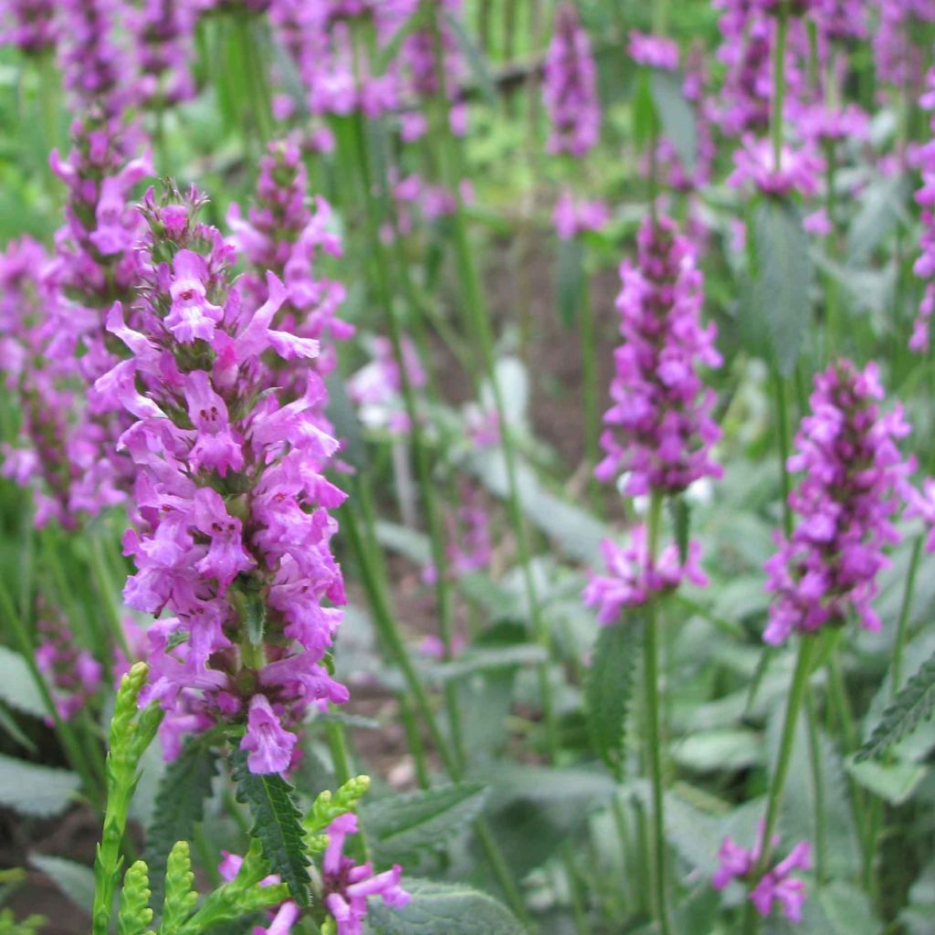 Echte Betonie - Stachys officinalis