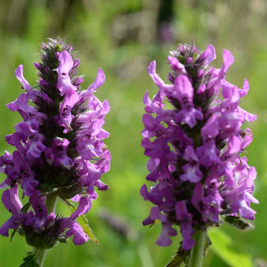 Stachys officinalis - Bétoine officinale