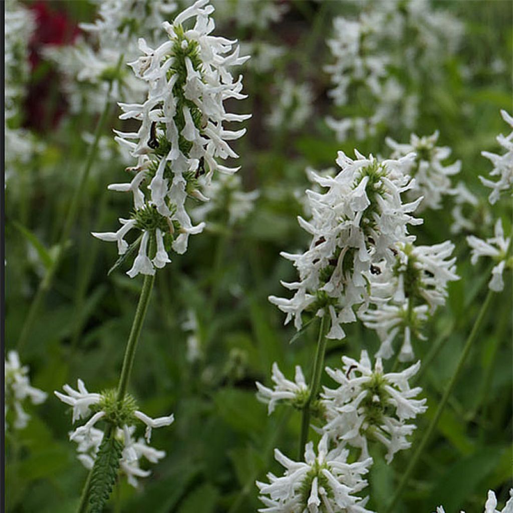 Echte Betonie Alba - Stachys officinalis