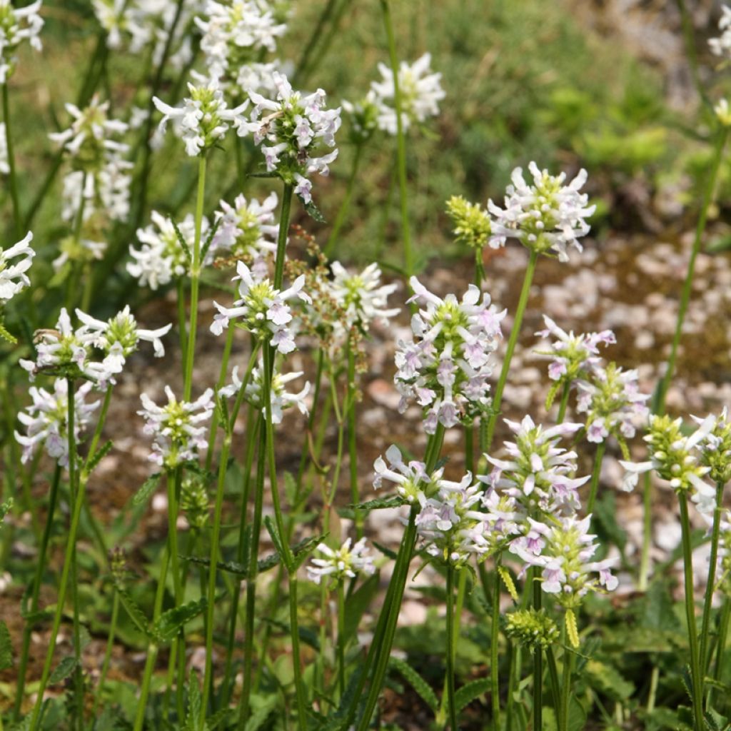 Echte Betonie Alba - Stachys officinalis