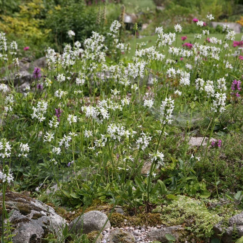 Echte Betonie Alba - Stachys officinalis