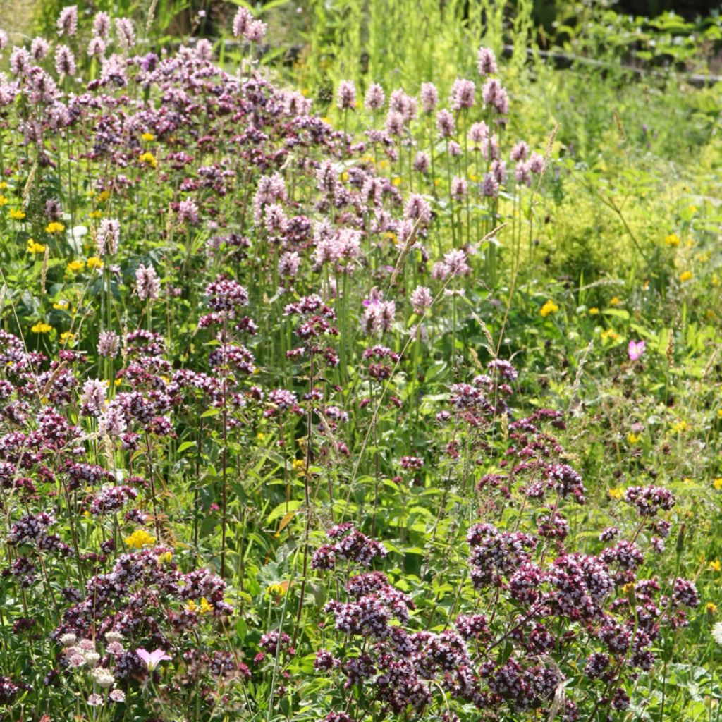 Echte Betonie Pink Cotton Candy - Stachys officinalis